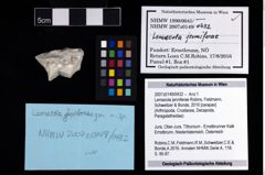NHMW-GEO-2007z0149-0432_Ol_03.tifLemacola jenniferae (Robins, Feldmann, Schweitzer & Bonde, 2016)  (NHMW-GEO-2007z0149-0432)